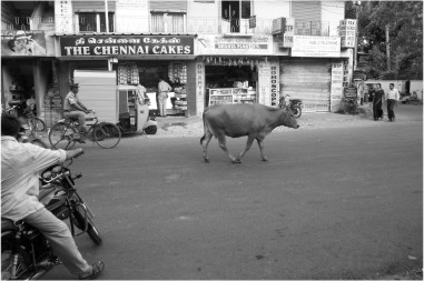 Cow in road