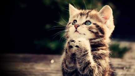 cat praying